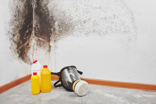 Best Certified Mold Removal  in Barnhart, MO