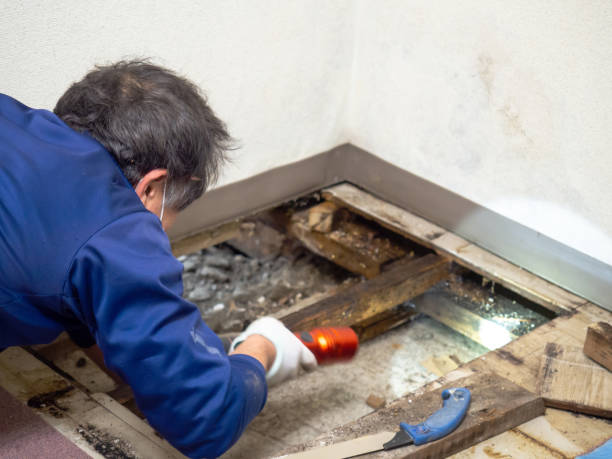 Best Attic Mold Removal  in Barnhart, MO