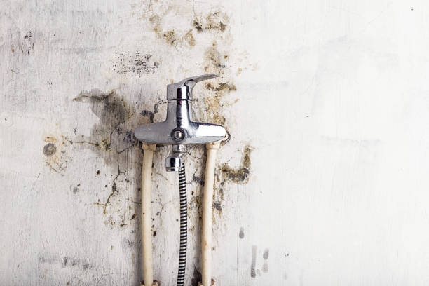 Best Mold Testing and Removal  in Barnhart, MO