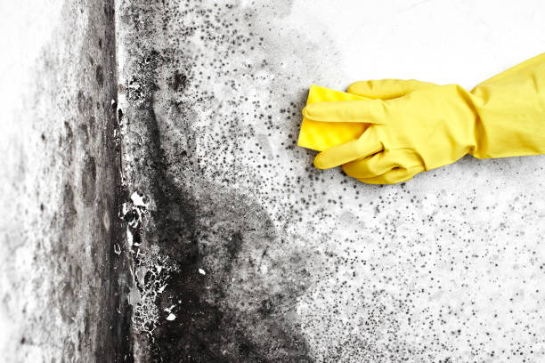 Best Residential Mold Removal  in Barnhart, MO