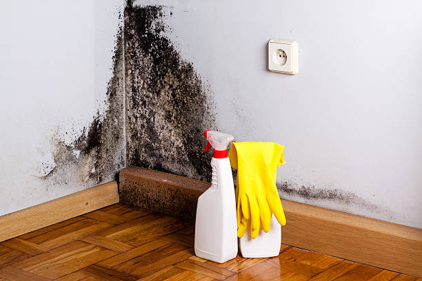 Best Local Mold Removal Service  in Barnhart, MO