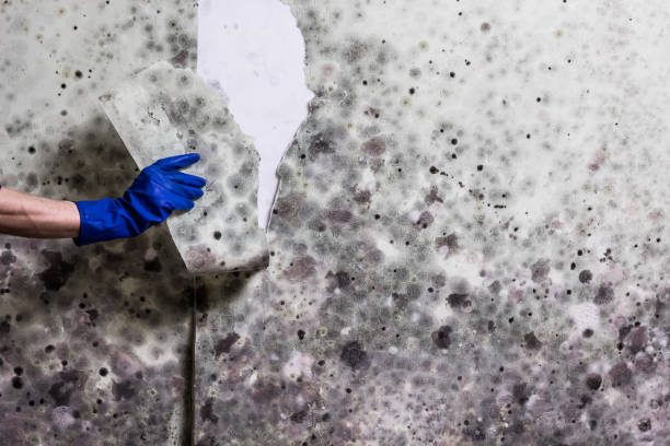 Best Residential Mold Removal  in Barnhart, MO