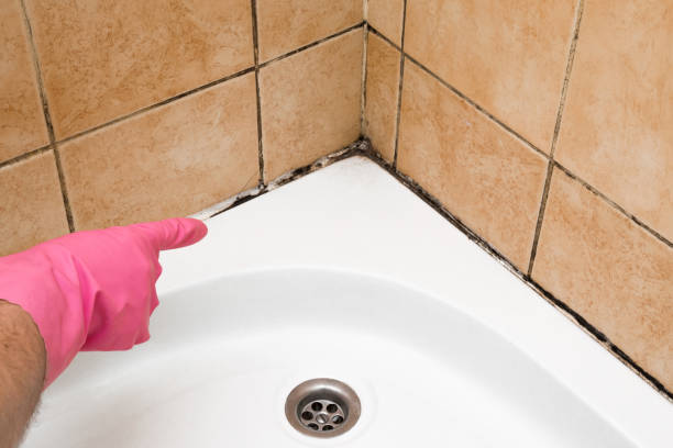 Home Mold Removal in Barnhart, MO